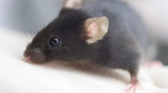 Potkan alebo myš: čo hlodavec vziať domov?